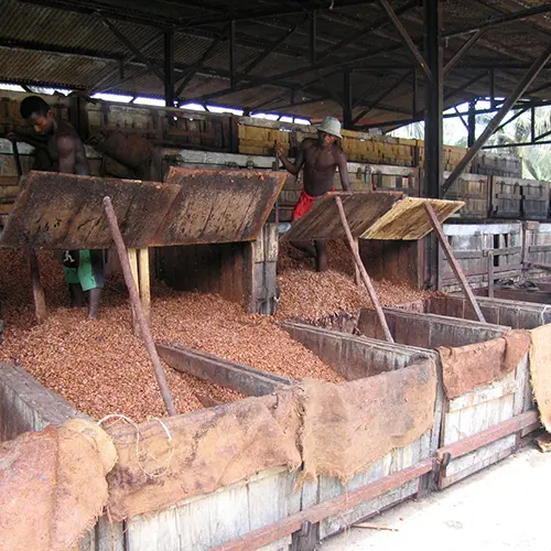 FermentatiedozeN op de Akessons plantage op Madagaskar
