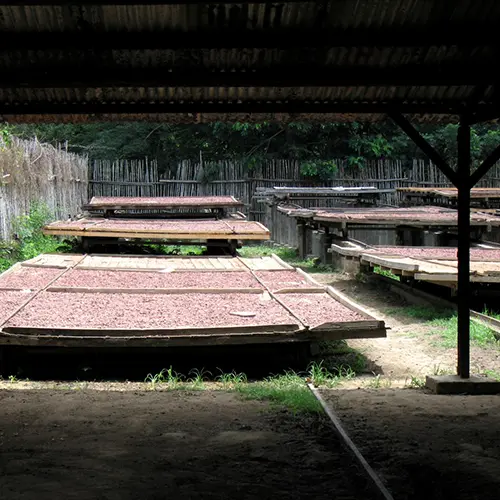 Het drogen van cacaobonen op droogbedden de Akessons plantage op Madagaskar