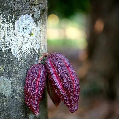 Cacaovrucht op de Akesson's plantage op Madagaskar