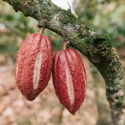 Rijpe cacaovruchten op de plantage die voor Auro Chocolade worden gemaakt