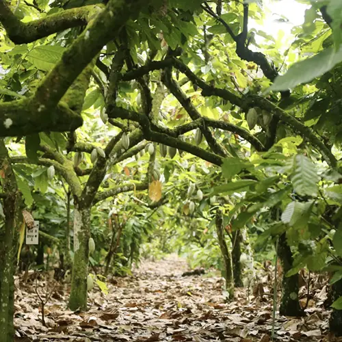 Een cacaoplantage in De Filipijnen