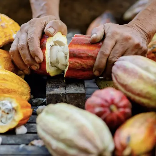 Het openen van een rijpe cacaovrucht op de cacaoplantage waar de bonen van Auro Chocolade vandaan komen.