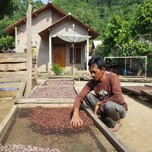 Het buiten drogen van cacaobonen op een erf in Indonesië
