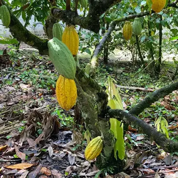 Cacao plantage ChocoQueen in Kameroen