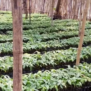 Cacaokwekerij in Kameroen