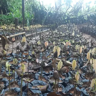 Cacaobomen kwekerij in Kameroen