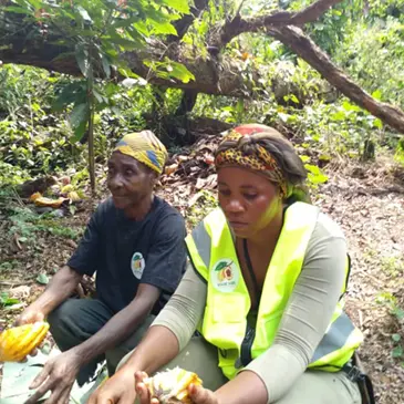 Het oogsten van cacaobonen (ChocoQueen) in Kameroen