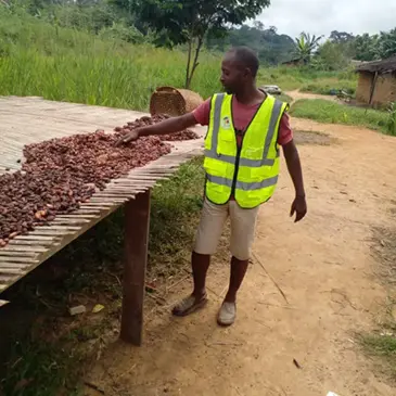 Drogen van ChcoQueen cacaobonen in Kameroen