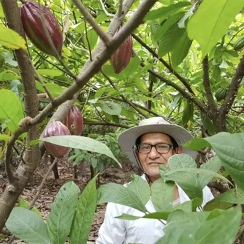 Chocoalte Tree, cacao farmer in the field