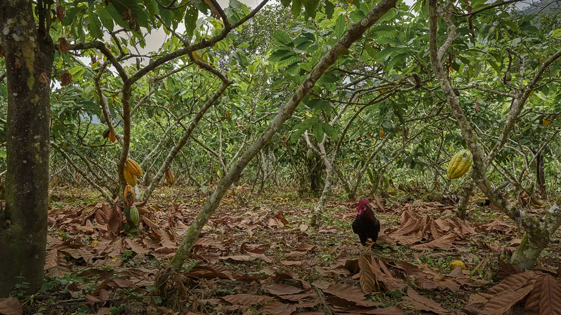Een duurzame cacaoplantage in Ecuador