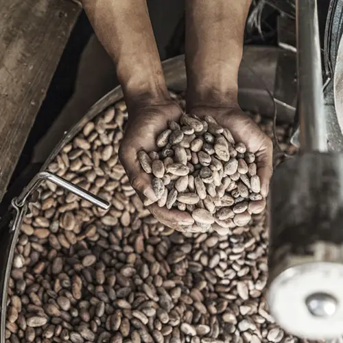 Een werknemer van MIA chocolade laat een hand vol cacaobonen zien.