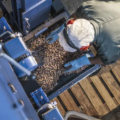 Een werknemer van MIA chocolade kraakt de cacao in de machine.