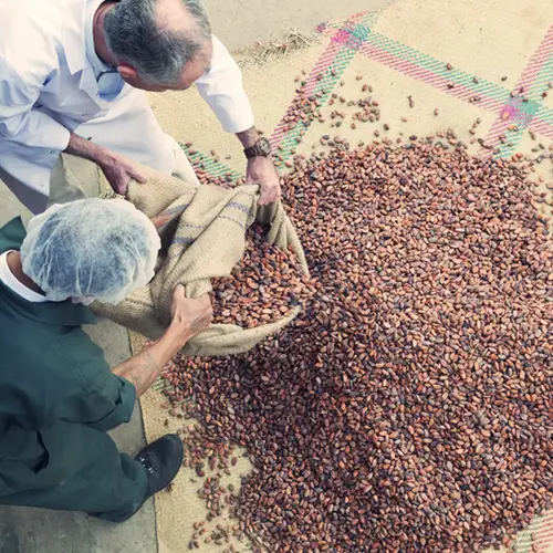 Het sorteren van cacaobonen bij MIA chocolade