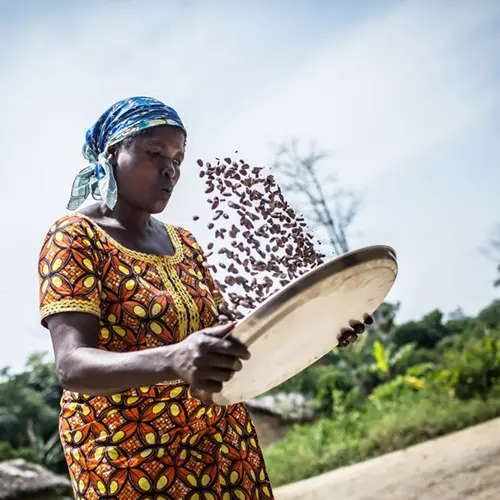 Gedroogde cacaobonen ontdoen van steentjes en takjes door een vrouw uit Virunga