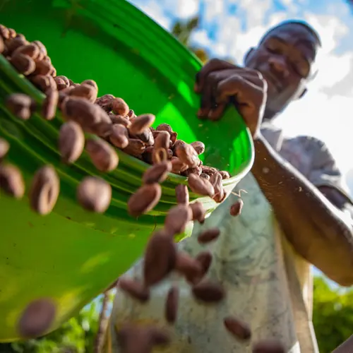 Gedroogde cacaobonen de basis voor Original Beans chocolade