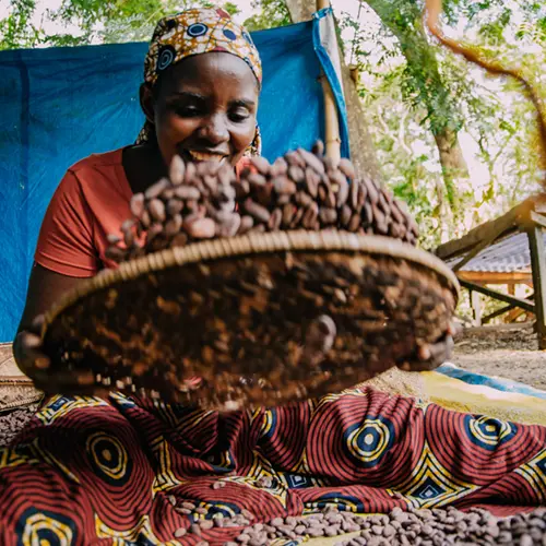 Gedroogde cacaobonen ontdoen van steentjes en takjes door een zittende vrouw