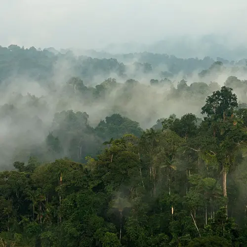 Het regenwoud in Ecuador waar Original Beans haar cacaobonen sourcet