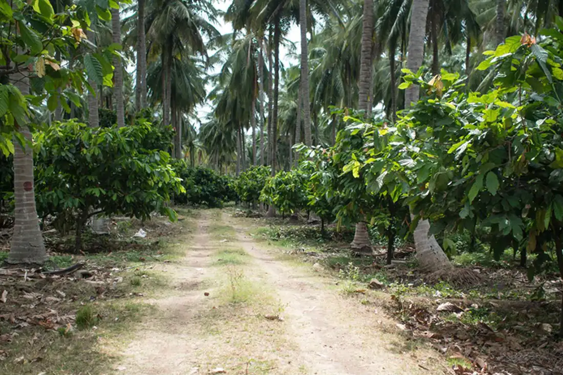 Regal cacaoplantage India, waar ook Soklet duurzame chocolade wordt gemaakt
