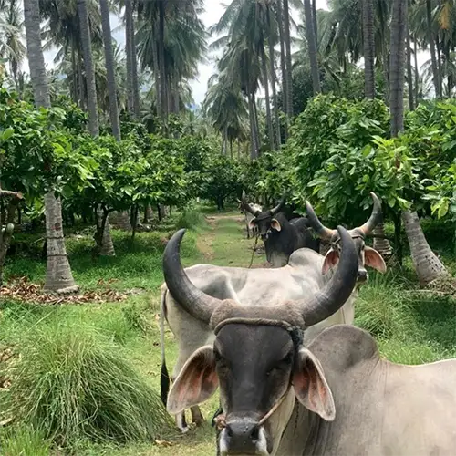 Desi-koeien op de Regal cacaoplantage in India