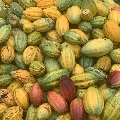 Rijpe cacaovruchten in de Regal cacaoplantage
