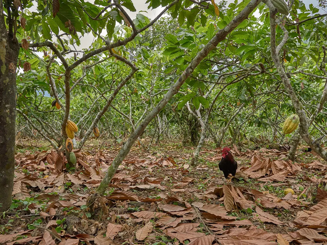 Cacaovruchten hangen aan bomen in Ecuador