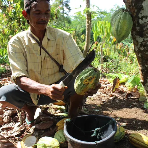 Het openen van een rijpe cacaovrucht door een Krakakoa boer in Indonesië.  